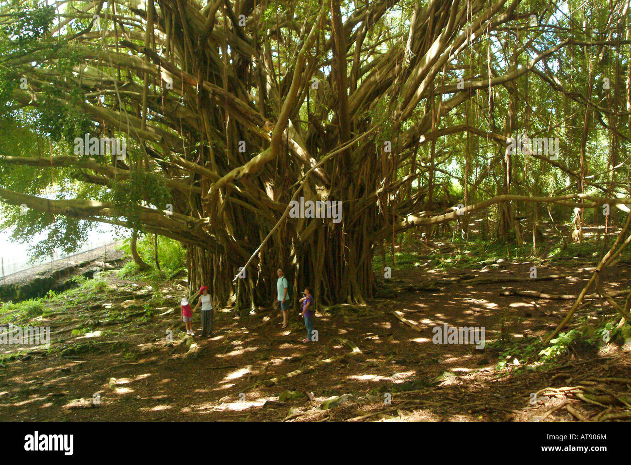 Très grand arbre banyan près de Anuenue falls à Hilo. Nom latin : Ficus benghalensis Banque D'Images