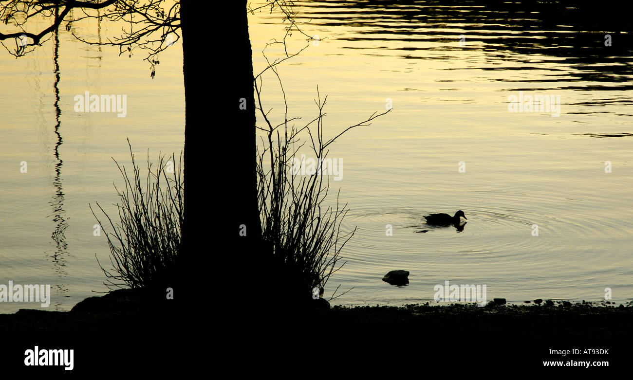 La silhouette du canard au coucher du soleil sur le lac Windermere, près de Cockshott Point, Bowness, Lake District National Park, Royaume-Uni Banque D'Images