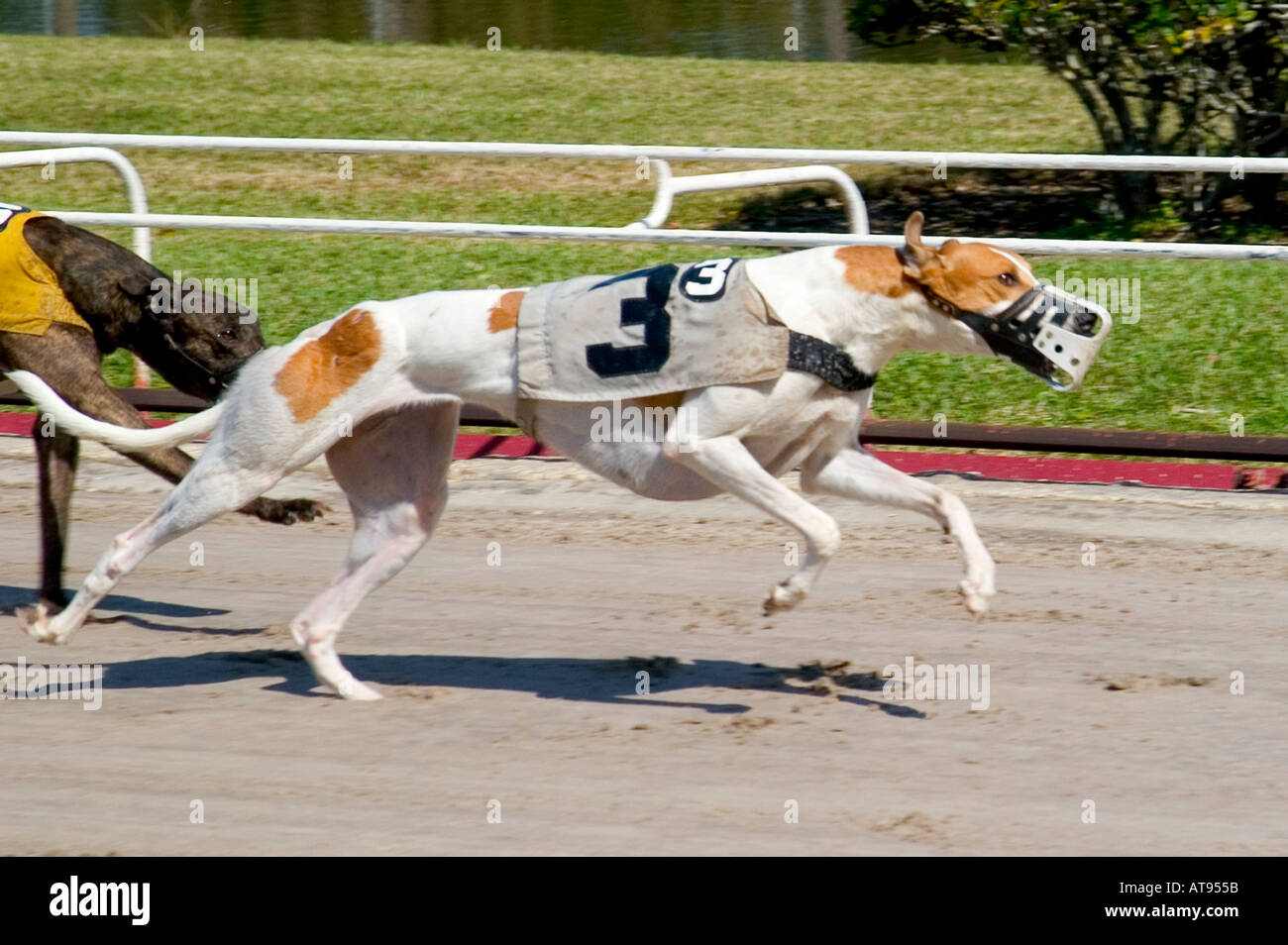 Les courses de chiens Greyhound Sarasota en Floride Banque D'Images