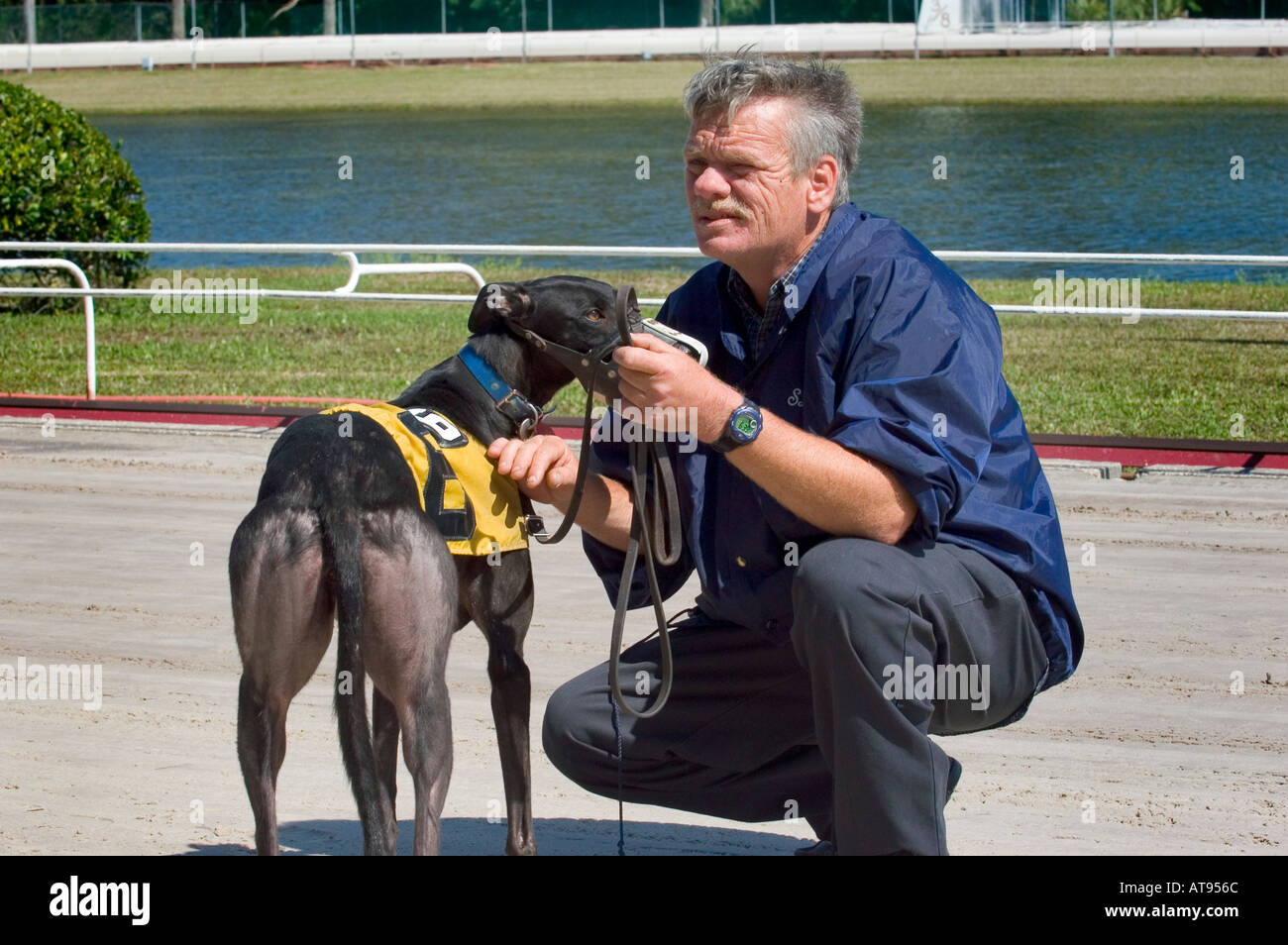 Les courses de chiens Greyhound Sarasota en Floride Banque D'Images