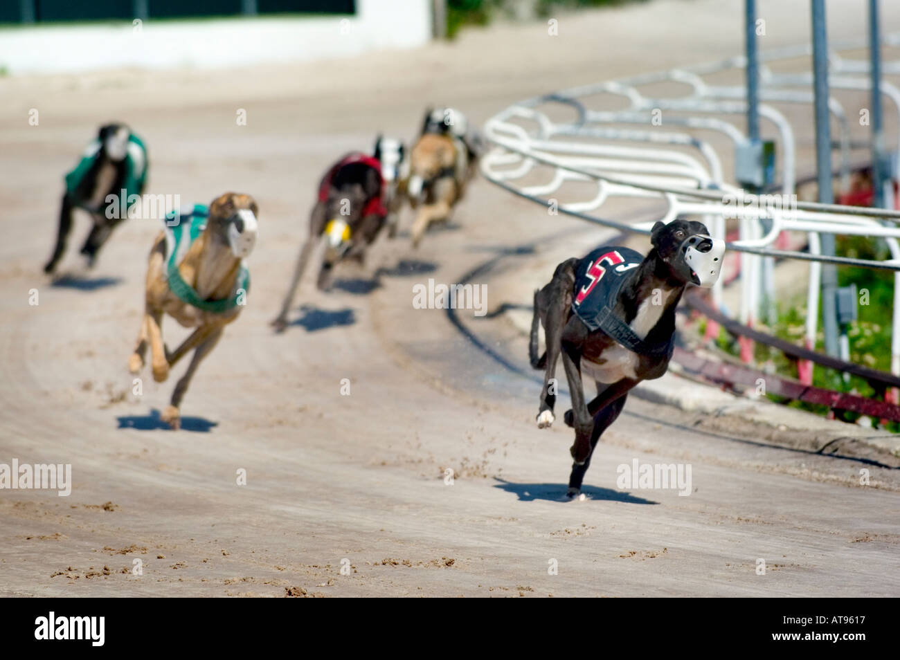 Les courses de chiens Greyhound Sarasota en Floride Banque D'Images
