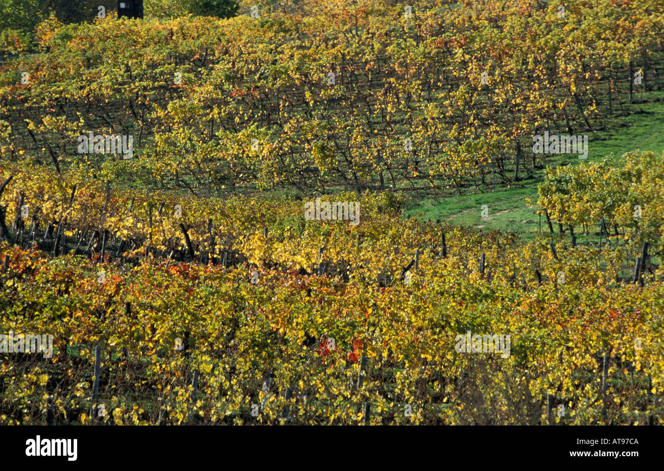 Vignoble en automne Banque D'Images