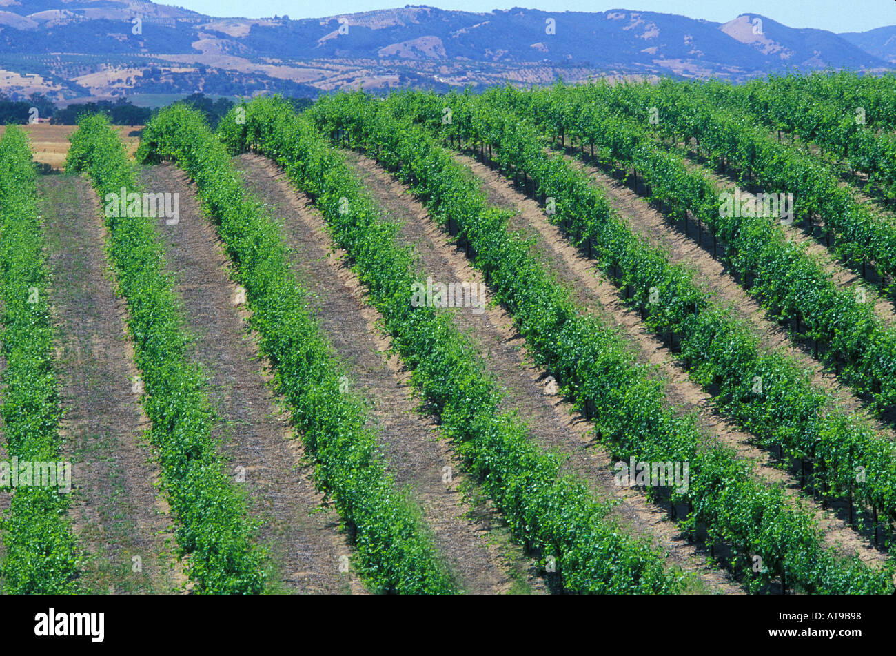 Vineyard Paso Robles, Californie Banque D'Images