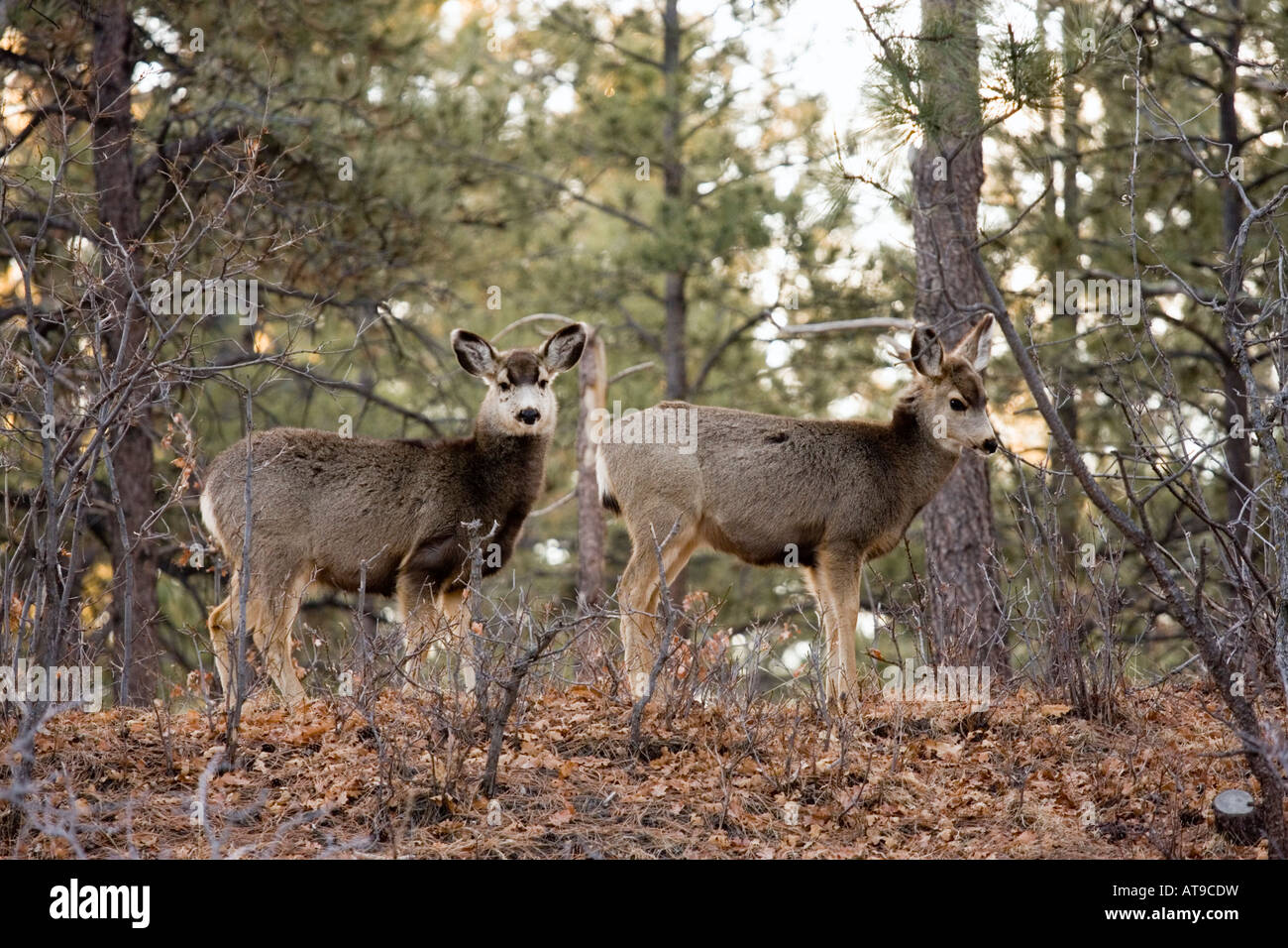 Paire de Mule Deer Doe Banque D'Images