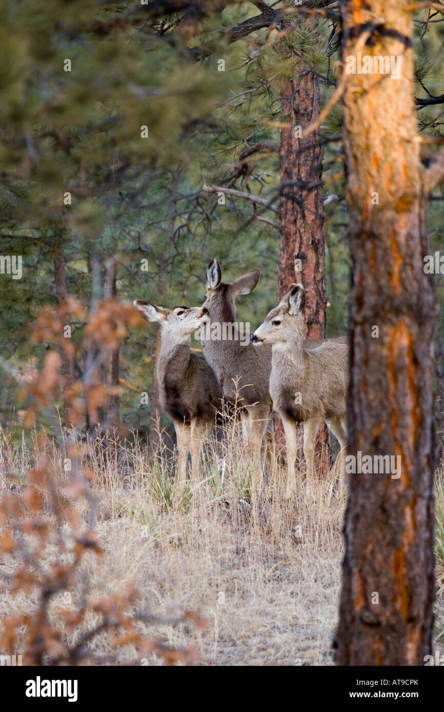 Le Cerf mulet Nuzzling Banque D'Images