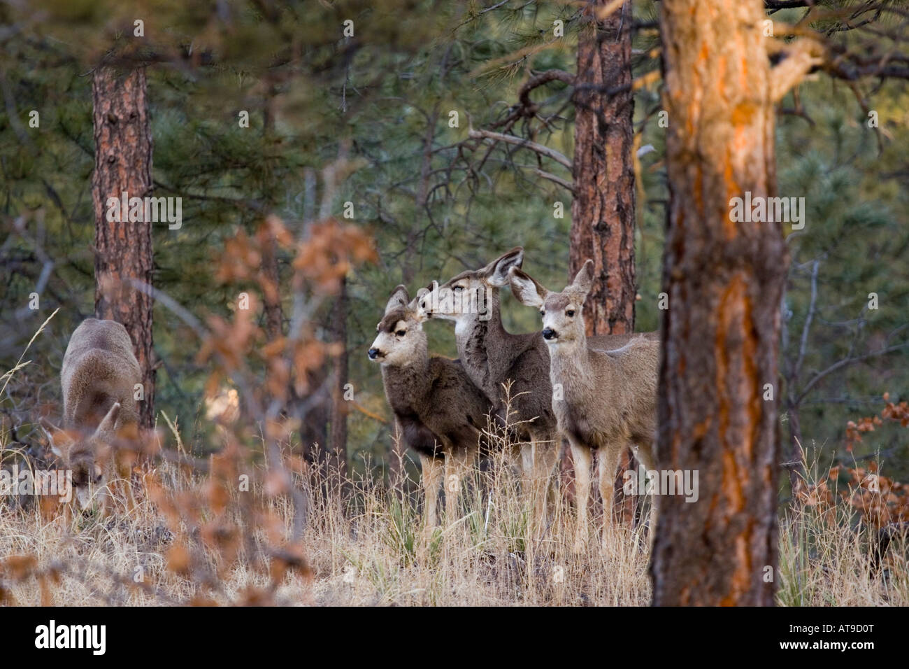 Troupeau de cerfs-mulets Banque D'Images