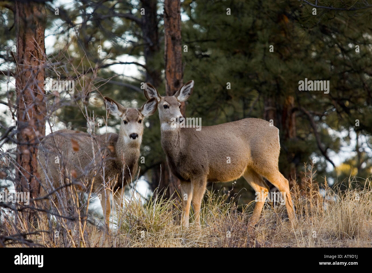 Paire de Mule Deer Banque D'Images