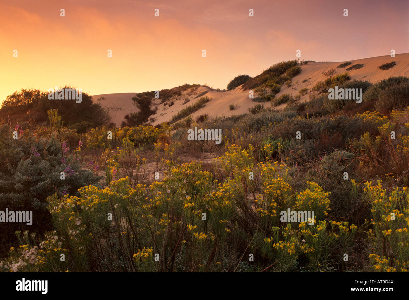 Coucher du soleil à la Guadalupe Nipomo de dunes de San Luis Obispo County en Californie Banque D'Images