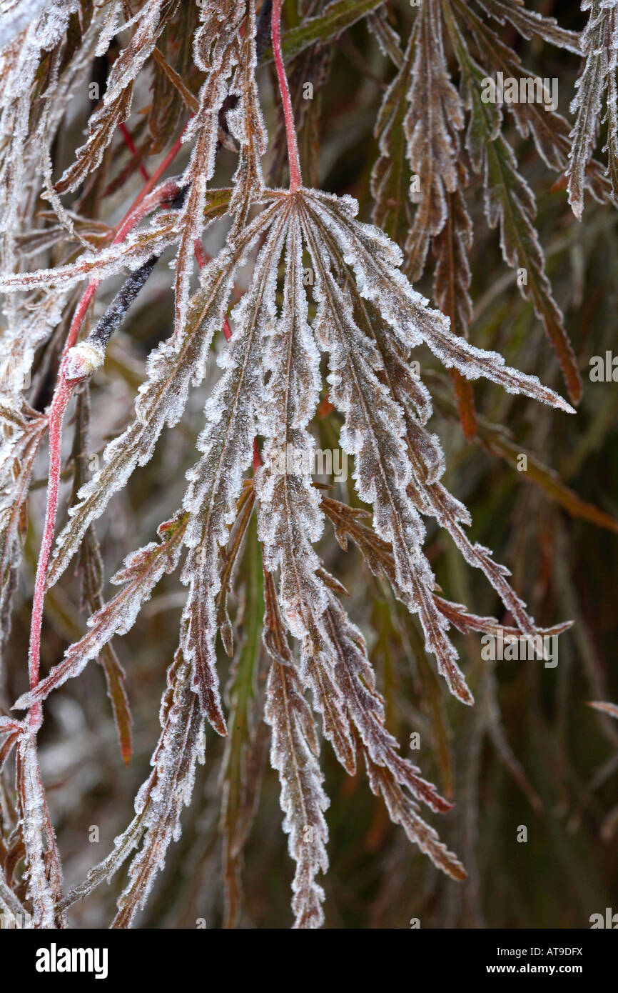 Feuilles duveteuses de l'érable rouge du Japon avec chaque notice possède un liseré de cristaux de glace givré Banque D'Images