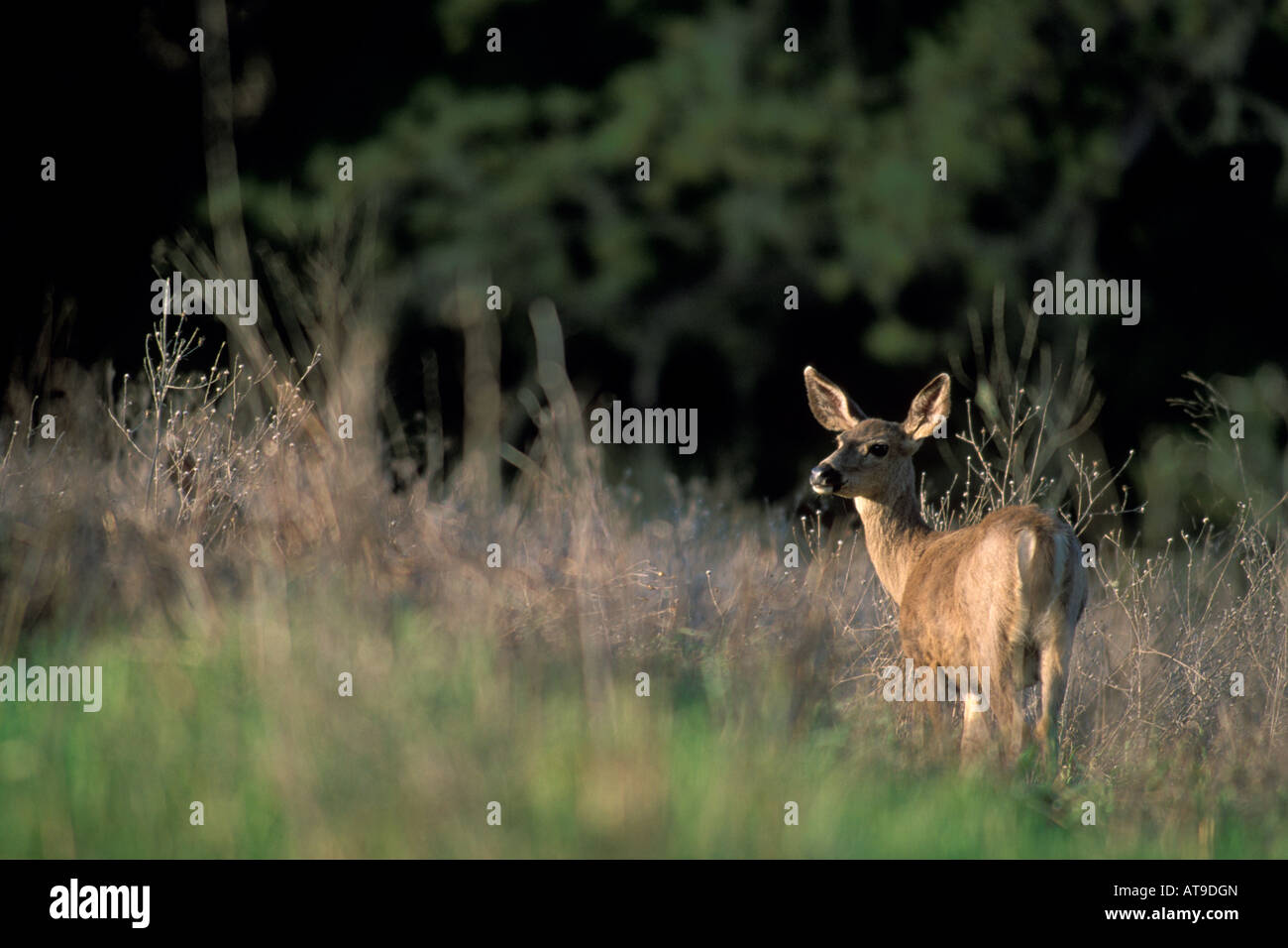 Doe Deer femelles dans la lumière de l'après-midi d'entraînement Vineyard Paso Robles, San Luis Obispo County en Californie Banque D'Images