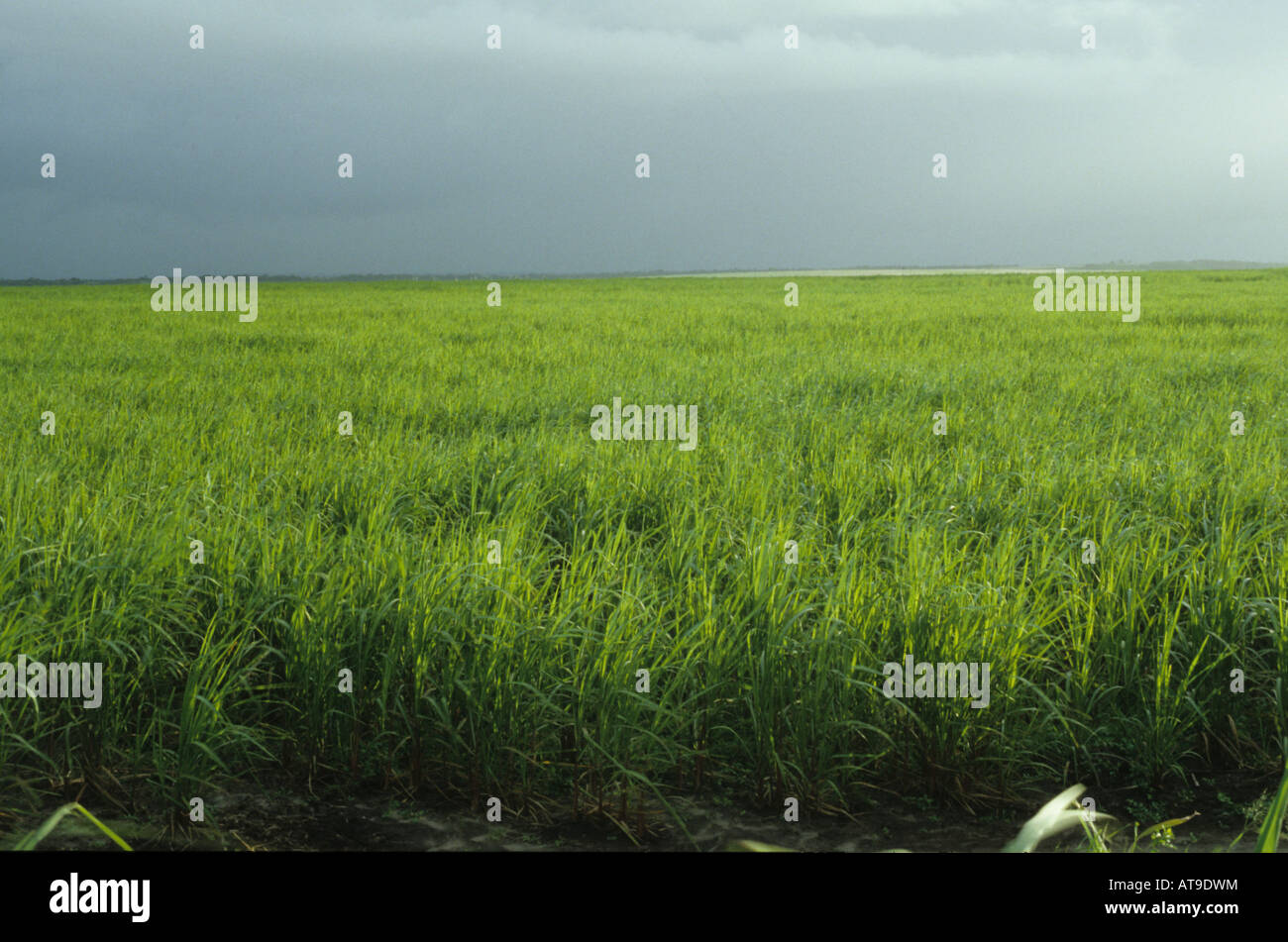 Plantation de canne à sucre au Venezuela Banque D'Images