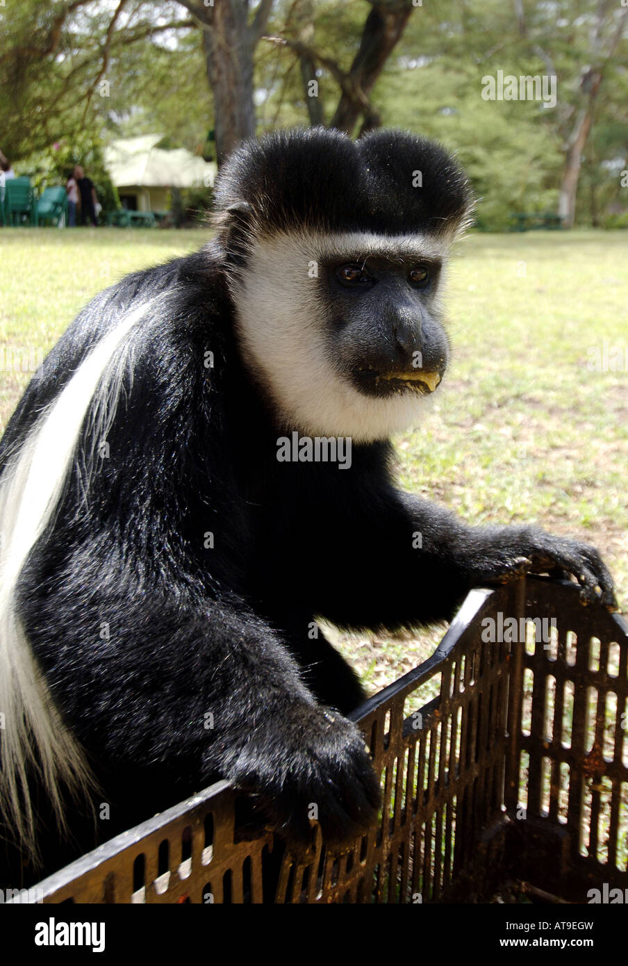 Un singe Colobus mange fruit tracée à la Born Free Foundation dans le lac Naivasha Kenya 23 11 07 Banque D'Images