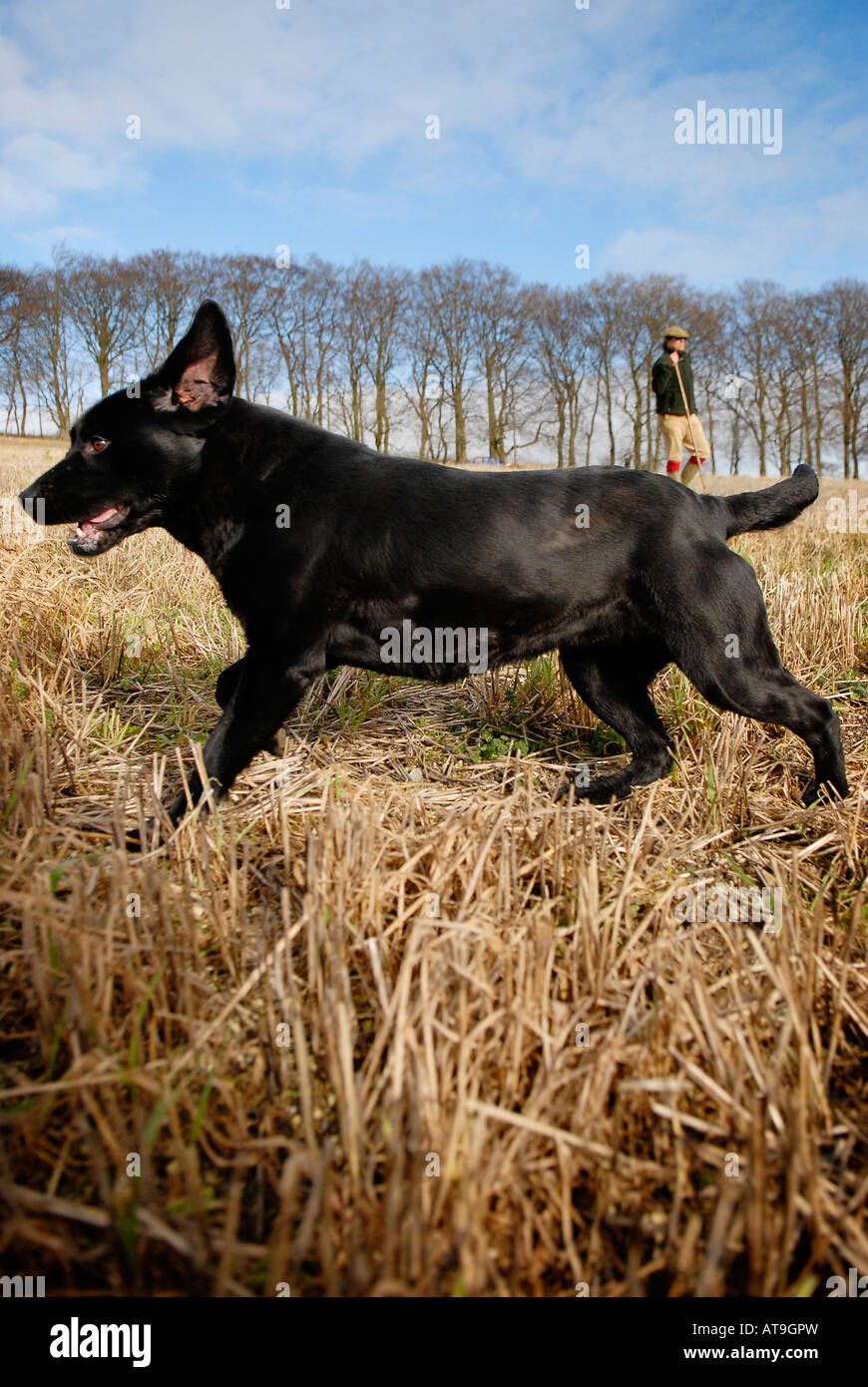 Pheasant en campagne du Wiltshire Banque D'Images Pheasant en campagne du Wiltshire Banque D'Images