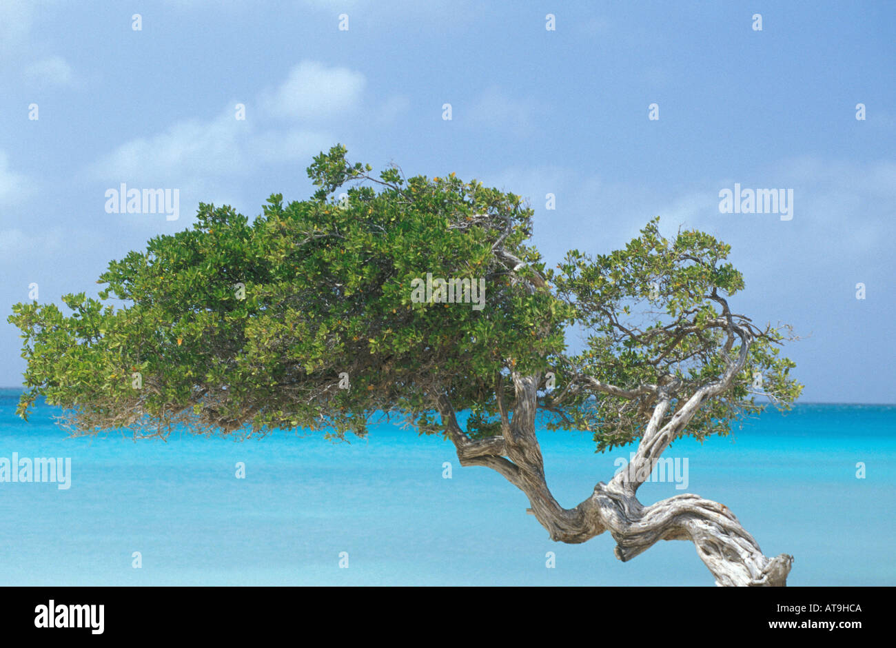 Divi Divi Aruba arbre nobile suãtes Ponta Negra Beach arbre arrière-plan lumineux symbole national de la mer des caraïbes mousseux Banque D'Images