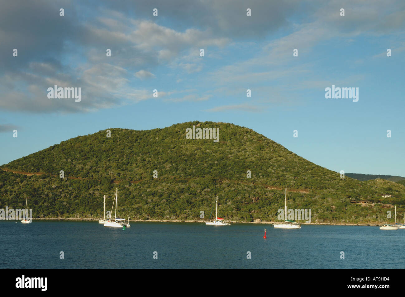 Îles Vierges britanniques vache à Virgin Gorda, colline en arrière-plan Banque D'Images