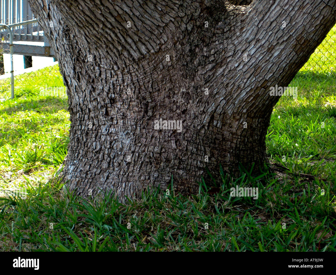 Tronc d’arbre Banque D'Images