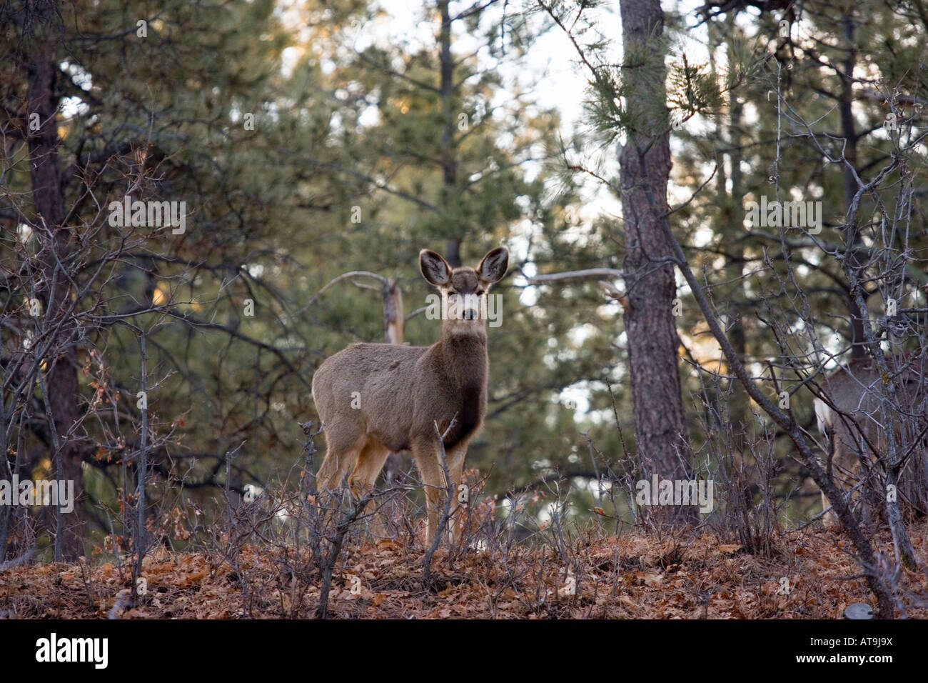 Le cerf mulet Doe Banque D'Images