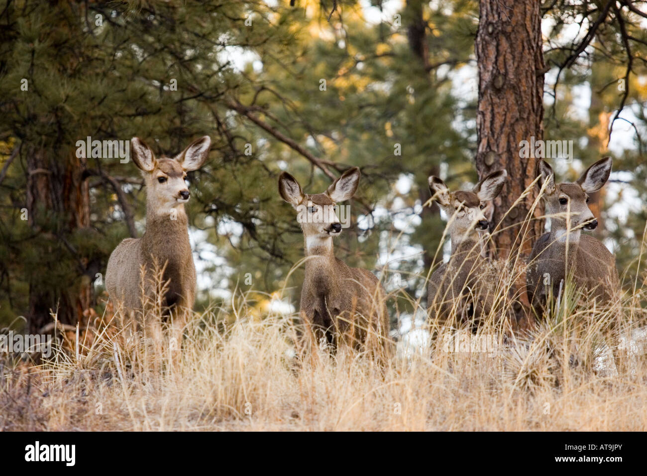 Troupeau de cerfs-mulets Banque D'Images
