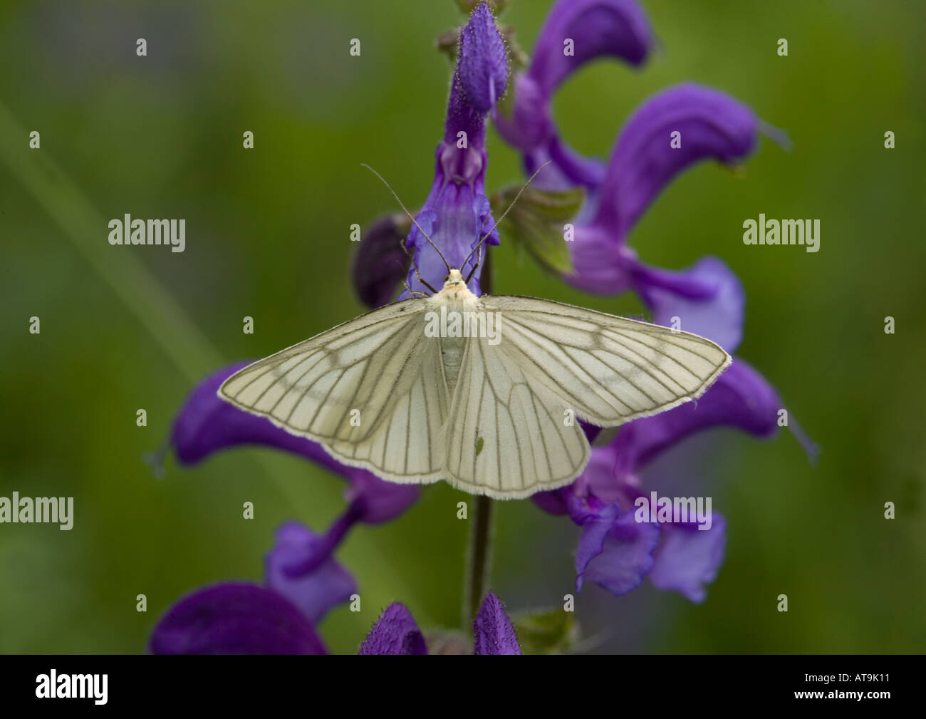 Papillon noir veiné très rares au Royaume-Uni Siona lineata Banque D'Images