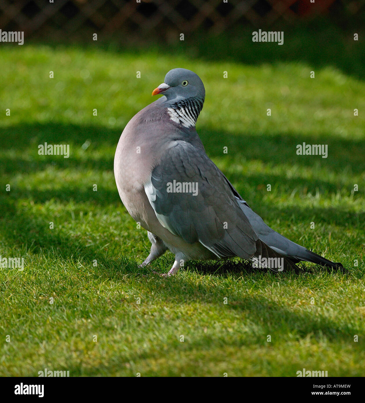 Pigeon ramier debout sur l'herbe verte que quelques bouffées de son torse Banque D'Images