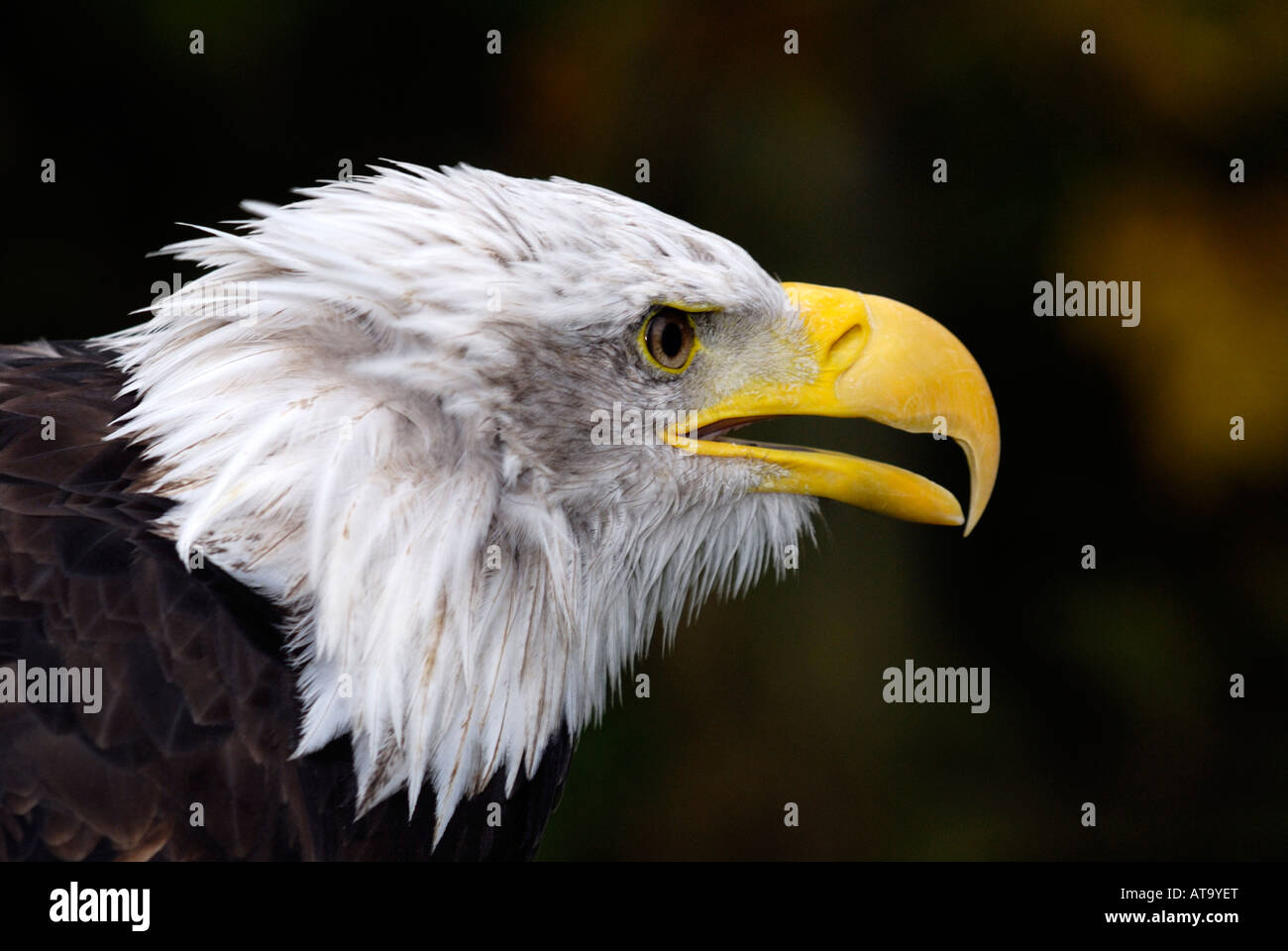 American Bald Eagle (Heliaeetus leucocephalus) Banque D'Images