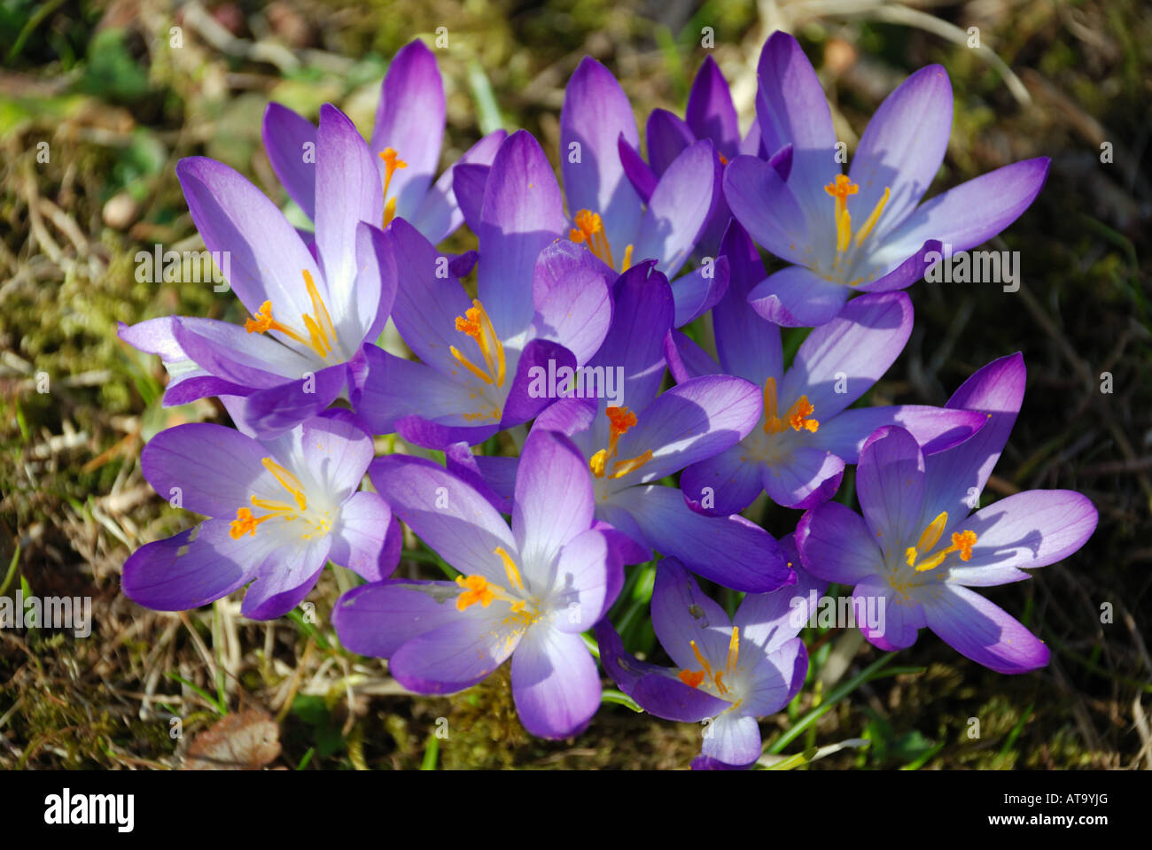 De l'herbe violette cluster crocus Banque D'Images