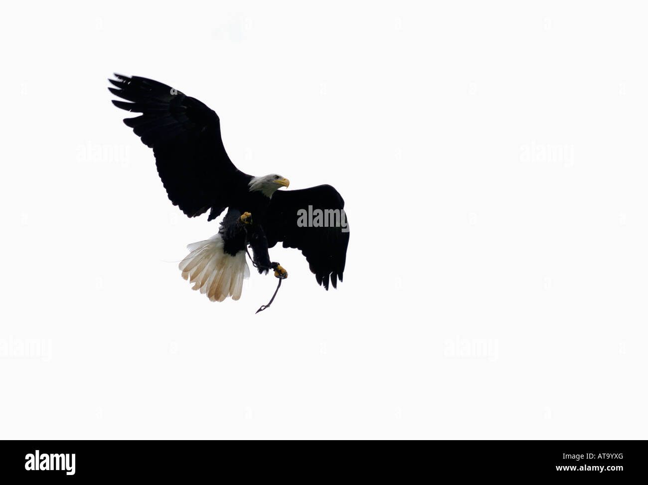 American Bald Eagle (Heliaeetus leucocephalus) Banque D'Images