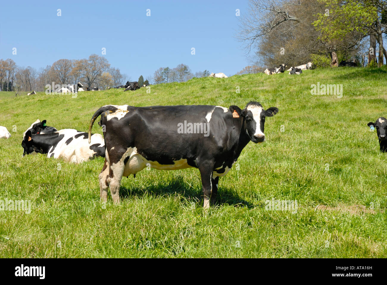 Les vaches se détendre et mâcher la cud dans le chaud soleil de l'après-midi sur un joli jour de printemps. Quelle vie ! Banque D'Images