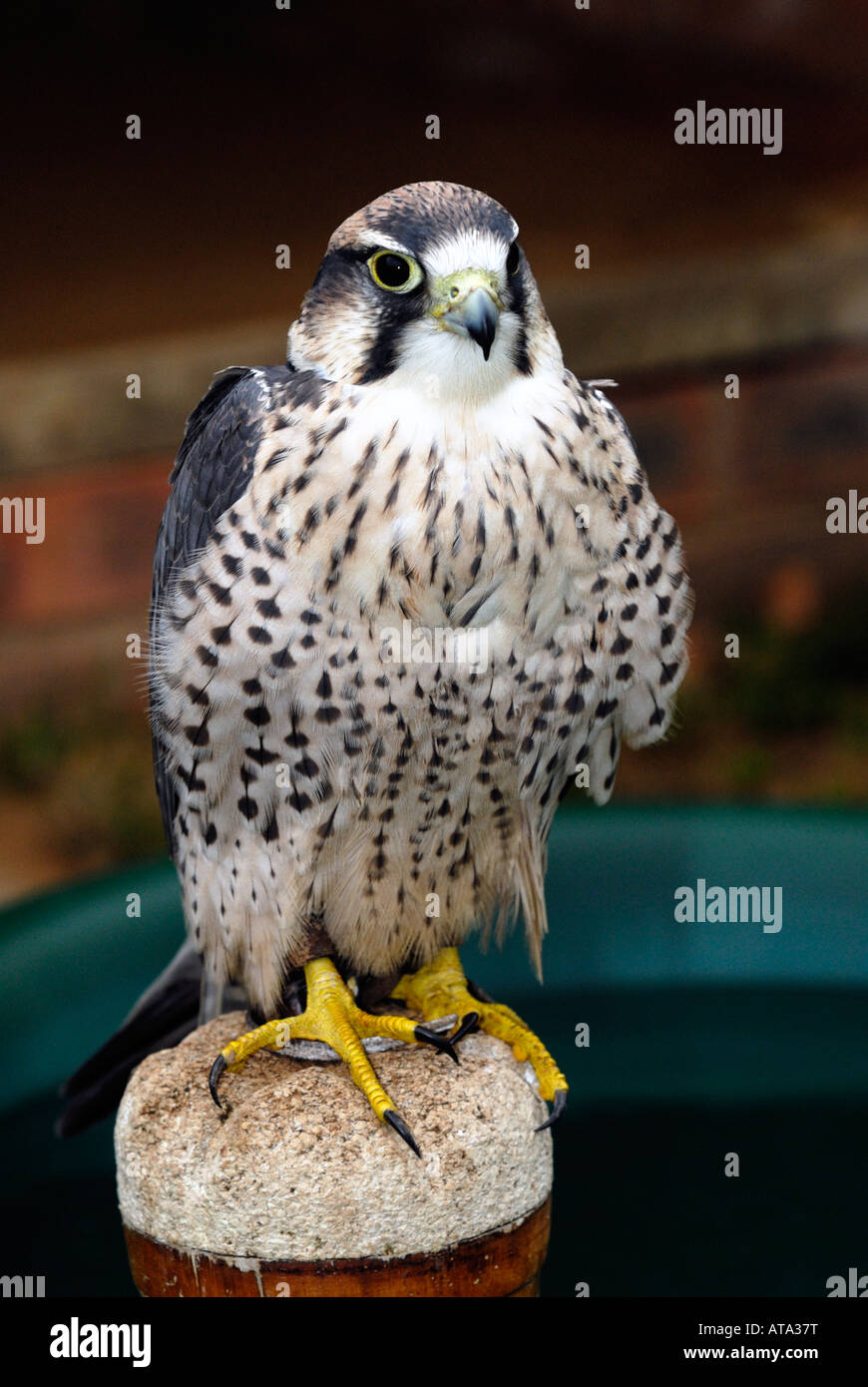 Faucon lanier (Falco biarmicus) Banque D'Images