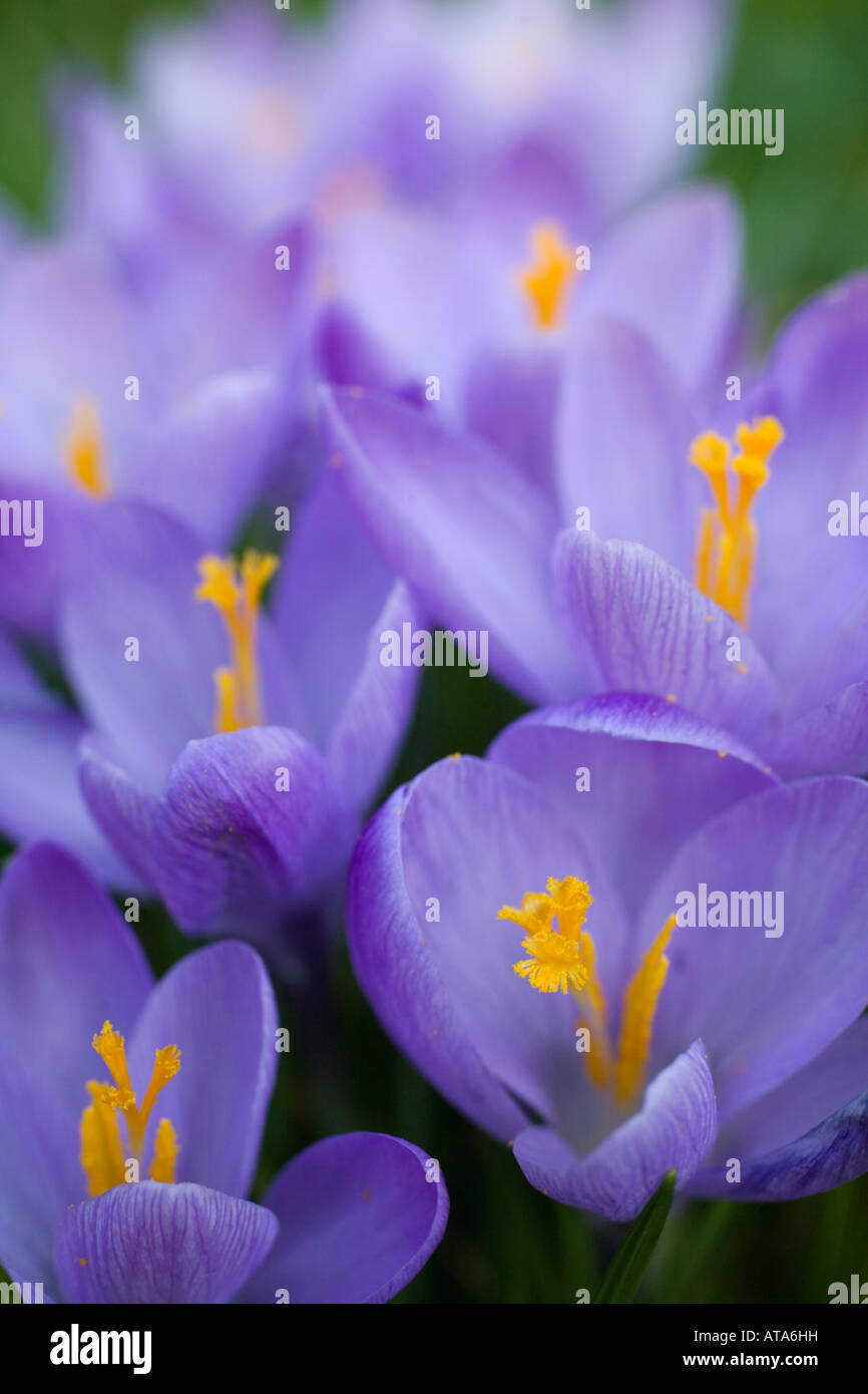 Crocus dans le cimetière de st teath Cornwall Banque D'Images