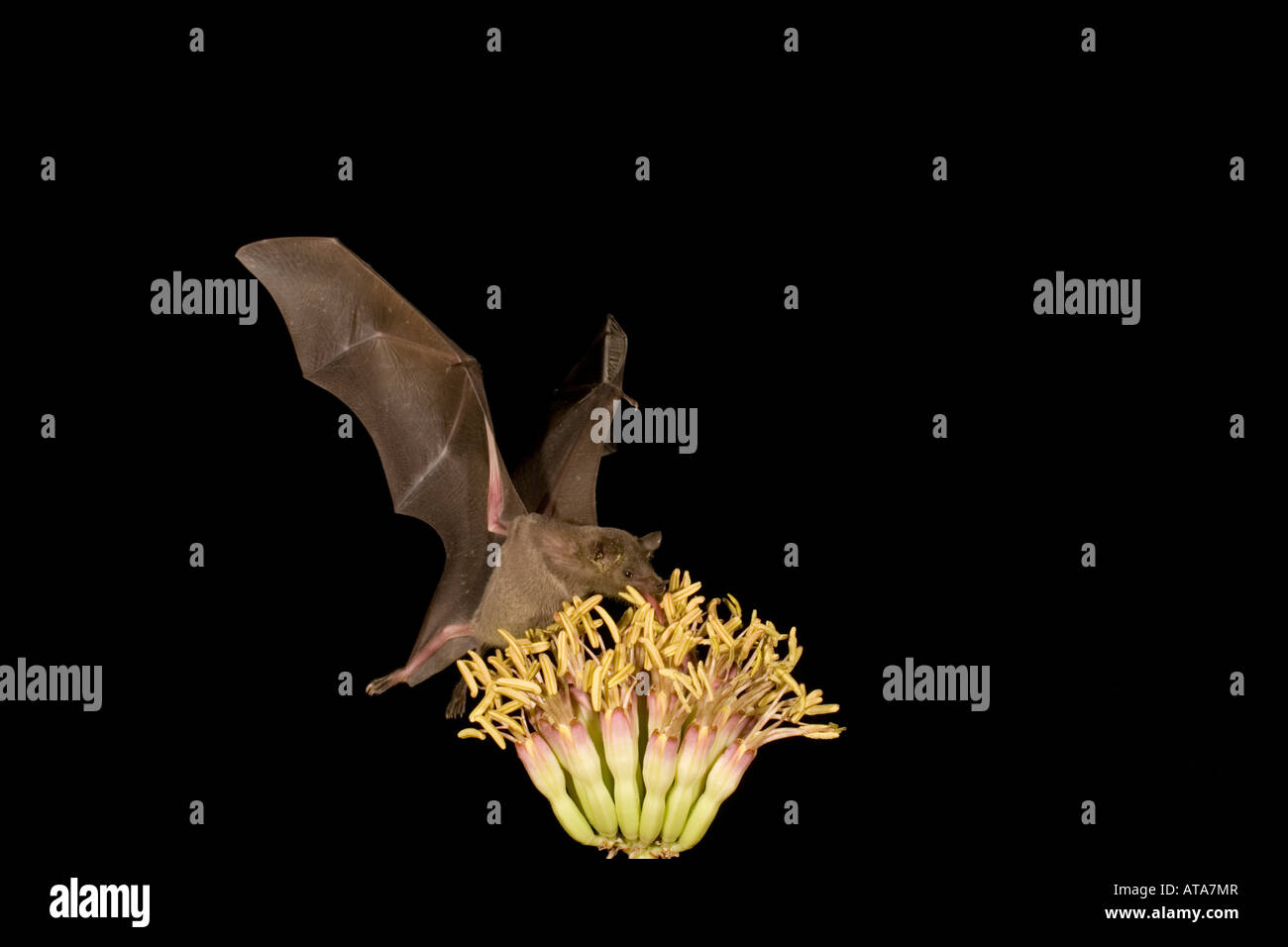 Moindre Nectar bat bat bec long, Leptonycteris curasoae, alimentant à fleurs d'agave. Banque D'Images