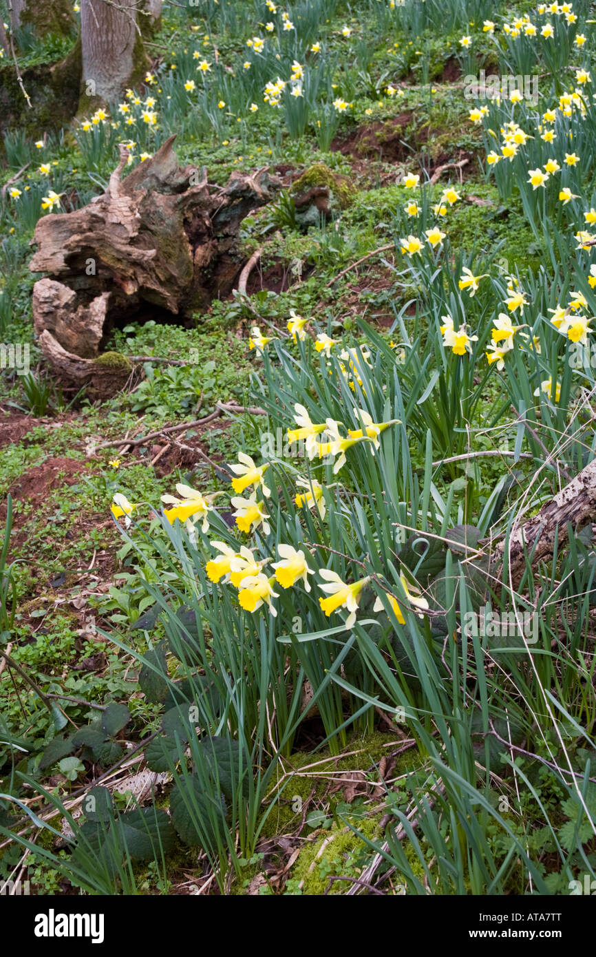 Les jonquilles sauvages poussant dans la vallée sur Leadon Ketford Ketford, banque, près de Dymock, Gloucestershire Banque D'Images