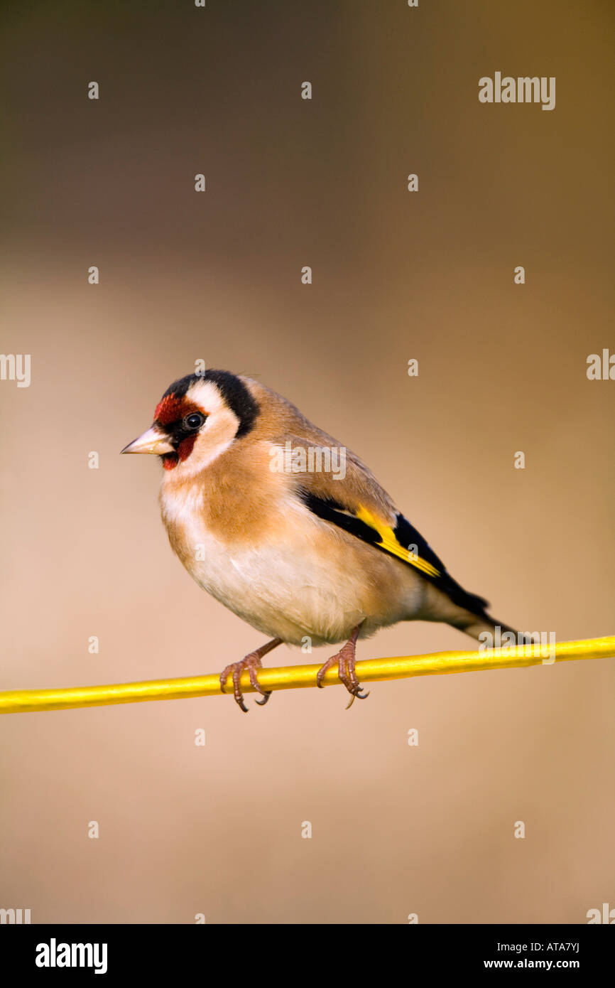 Goldfinch Carduelis carduelis sur une ligne de lavage Cornwall Banque D'Images