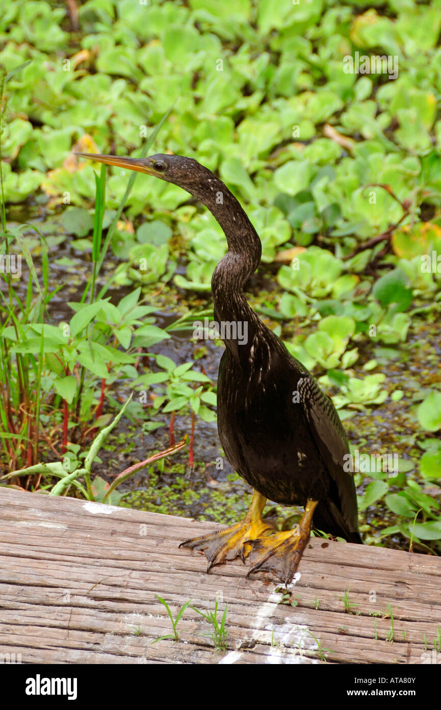 Marécage tire-bouchon Naples Florida Sanctuary Lake est la laitue de nourrissage pour les oiseaux et autres animaux Banque D'Images