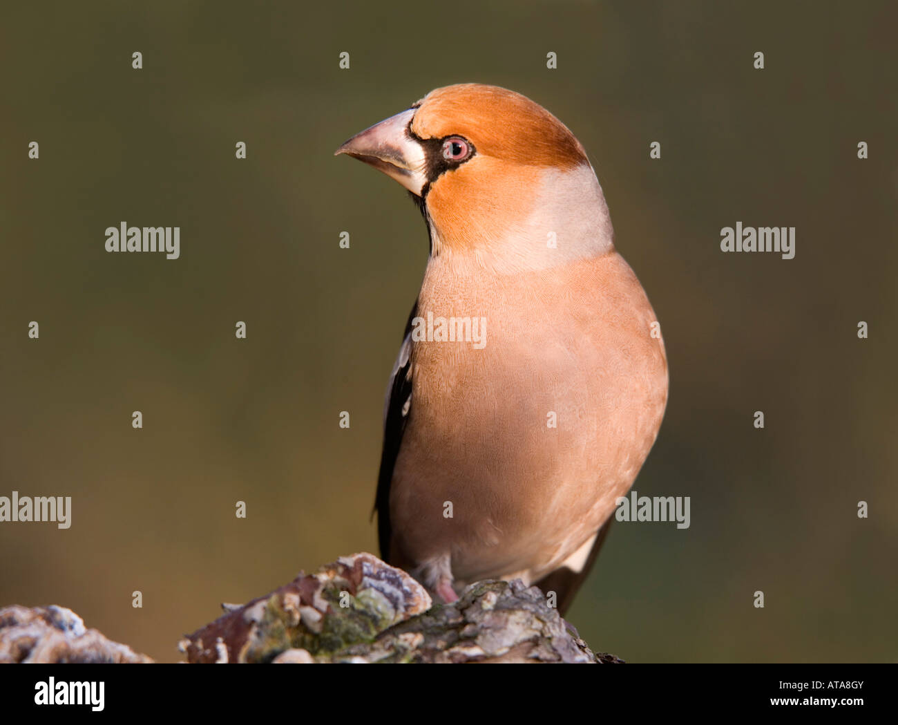 Coccothraustes coccothraustes hawfinch homme Banque D'Images