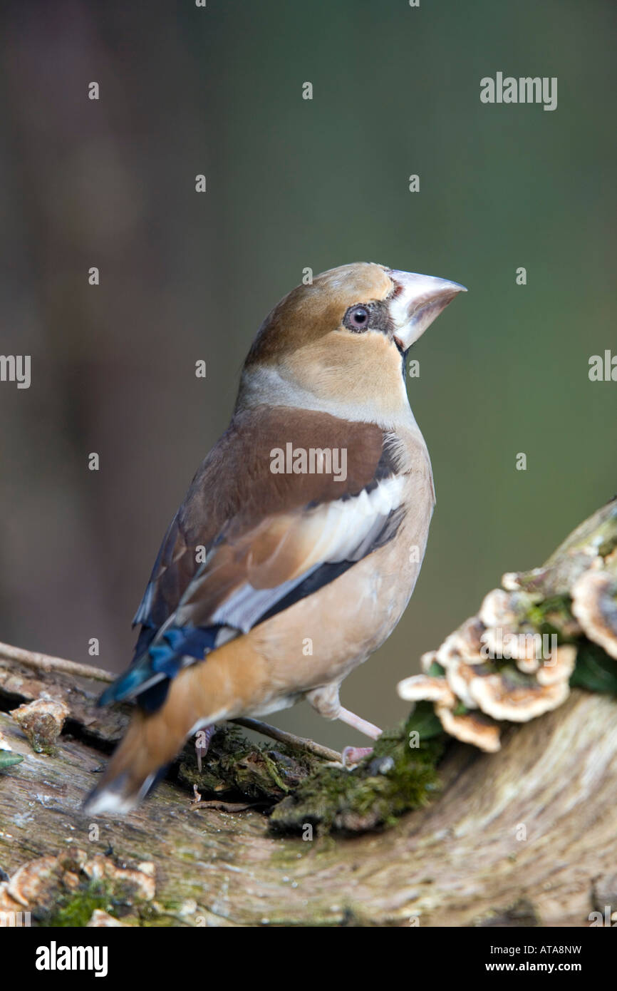 Coccothraustes coccothraustes hawfinch femme Banque D'Images