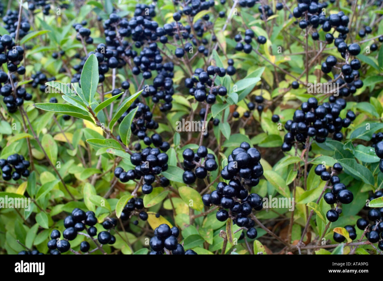 Troène Ligustrum vulgare aux fruits rouges Banque D'Images