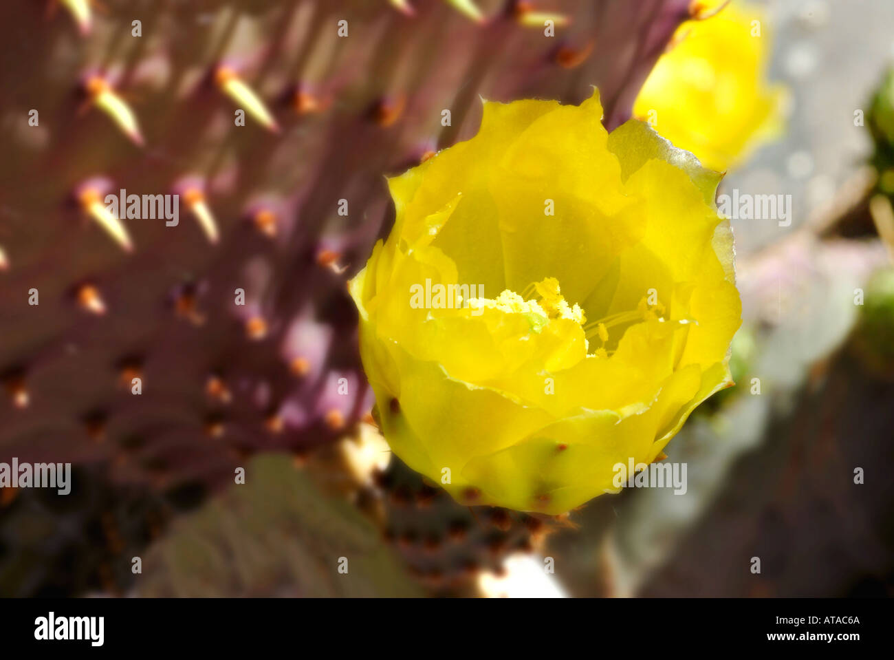 Fleurs jaunes sur l'Oponce de l'Est Banque D'Images