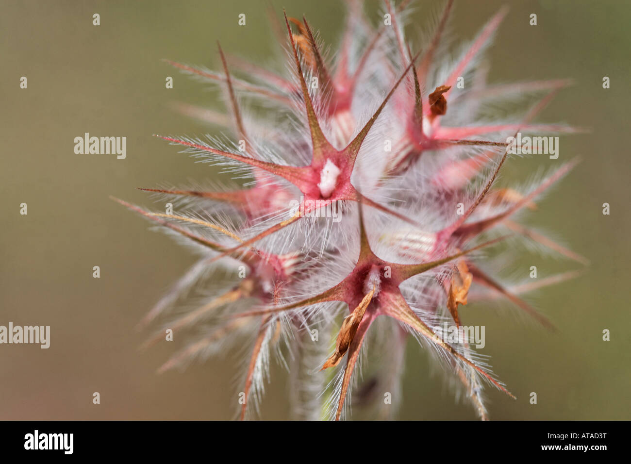 Trifolium stellatum, Star clover Banque D'Images