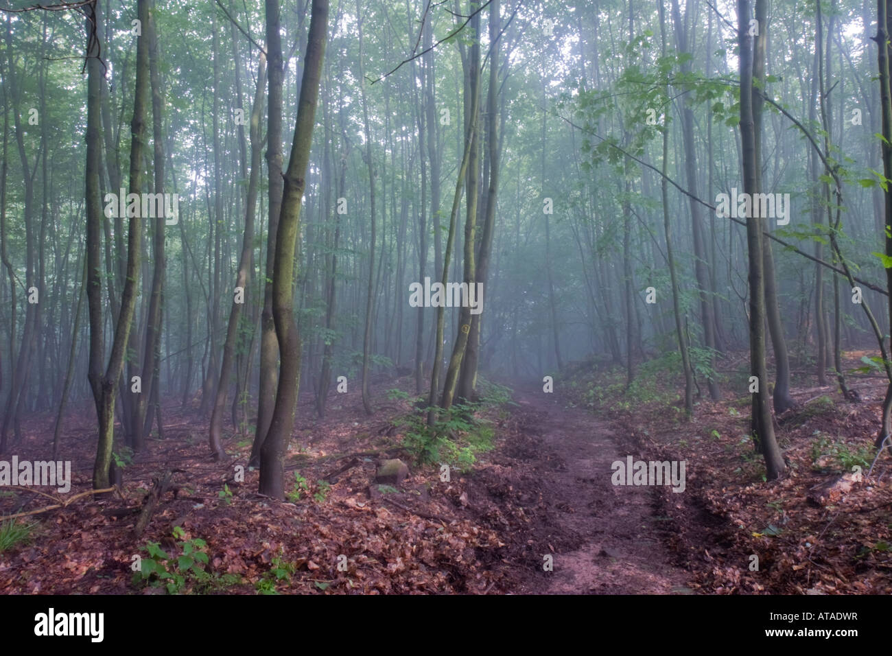 Soleil, le brouillard et les arbres se mélangent dans l'Odenwald (Oden's Forest) près de Heidelberg Banque D'Images