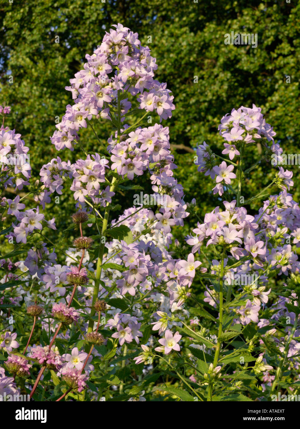 Milky bellflower (campanula lactiflora 'himmelsblau') Banque D'Images