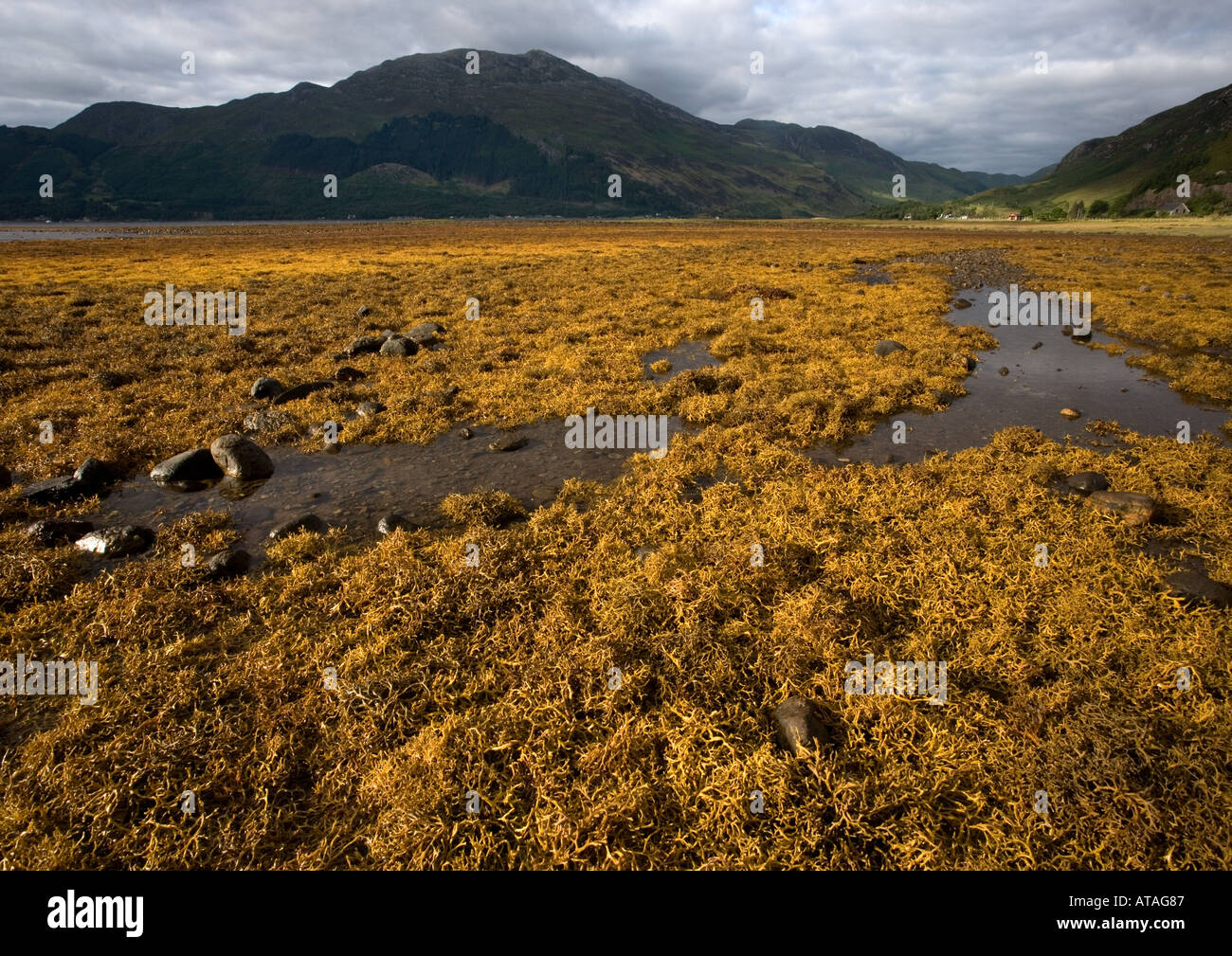 Un rack perruque rare sous forme de rack d'oeufs de vastes lits dans la mer abritée loch Loch Duich NW Scotland marée basse Banque D'Images