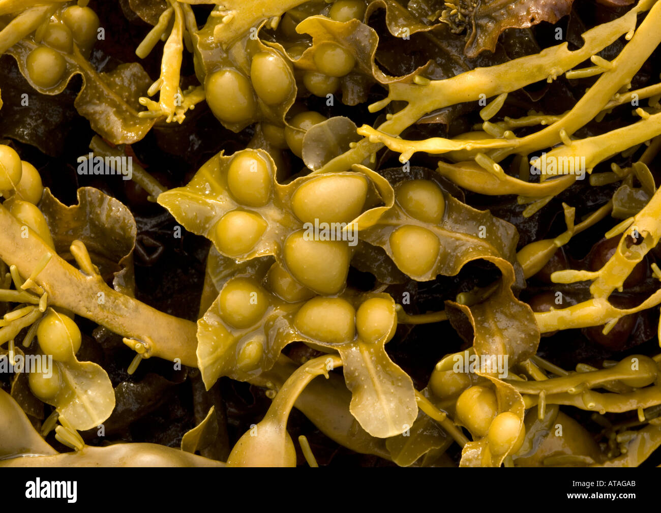 Algues fucus vésiculeux (Fucus vesiculosus) close-up Banque D'Images