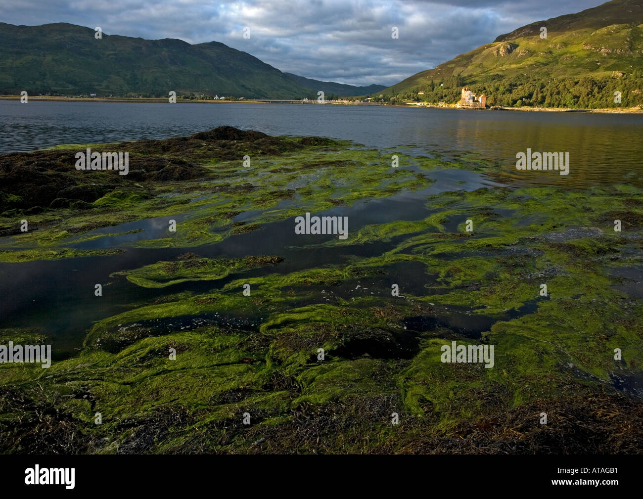 Les algues Les algues brunes et vertes dans de grands lits dans la mer abritée loch Loch Duich Banque D'Images