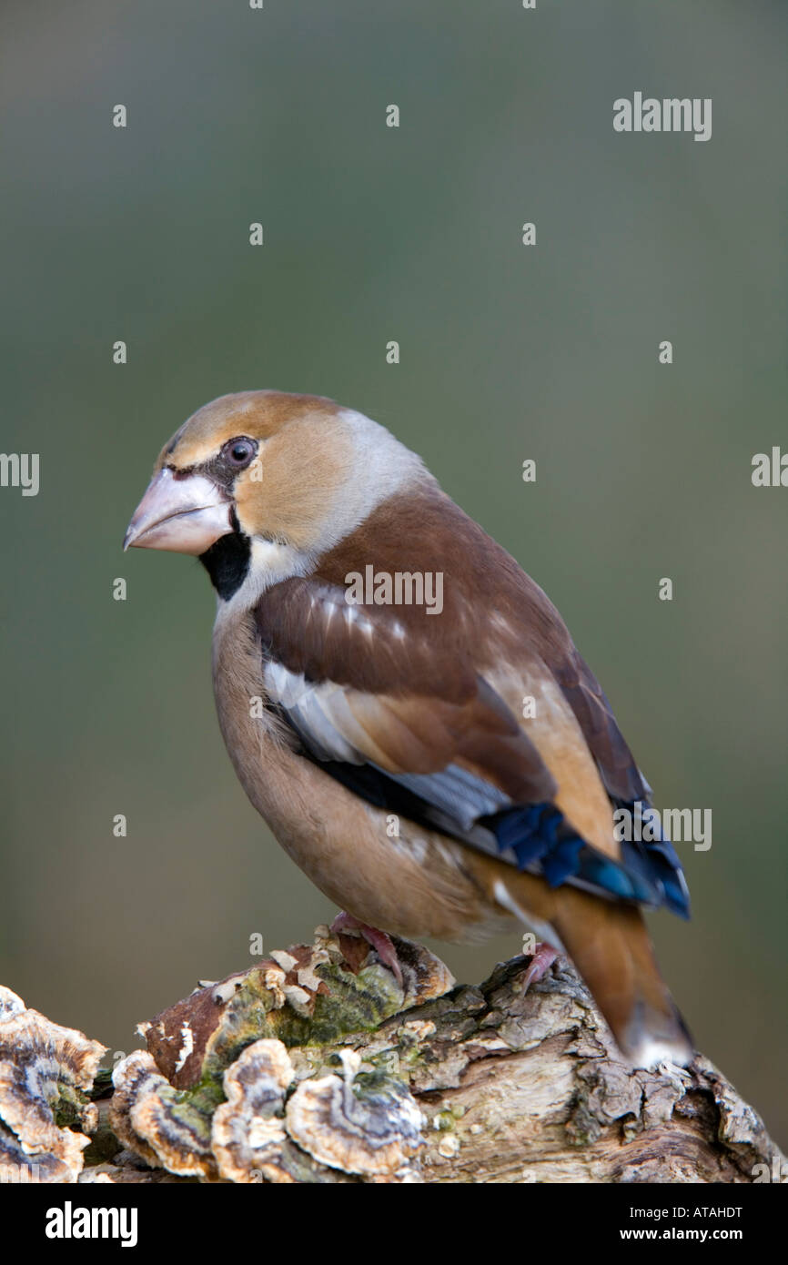 Coccothraustes coccothraustes hawfinch femme Banque D'Images