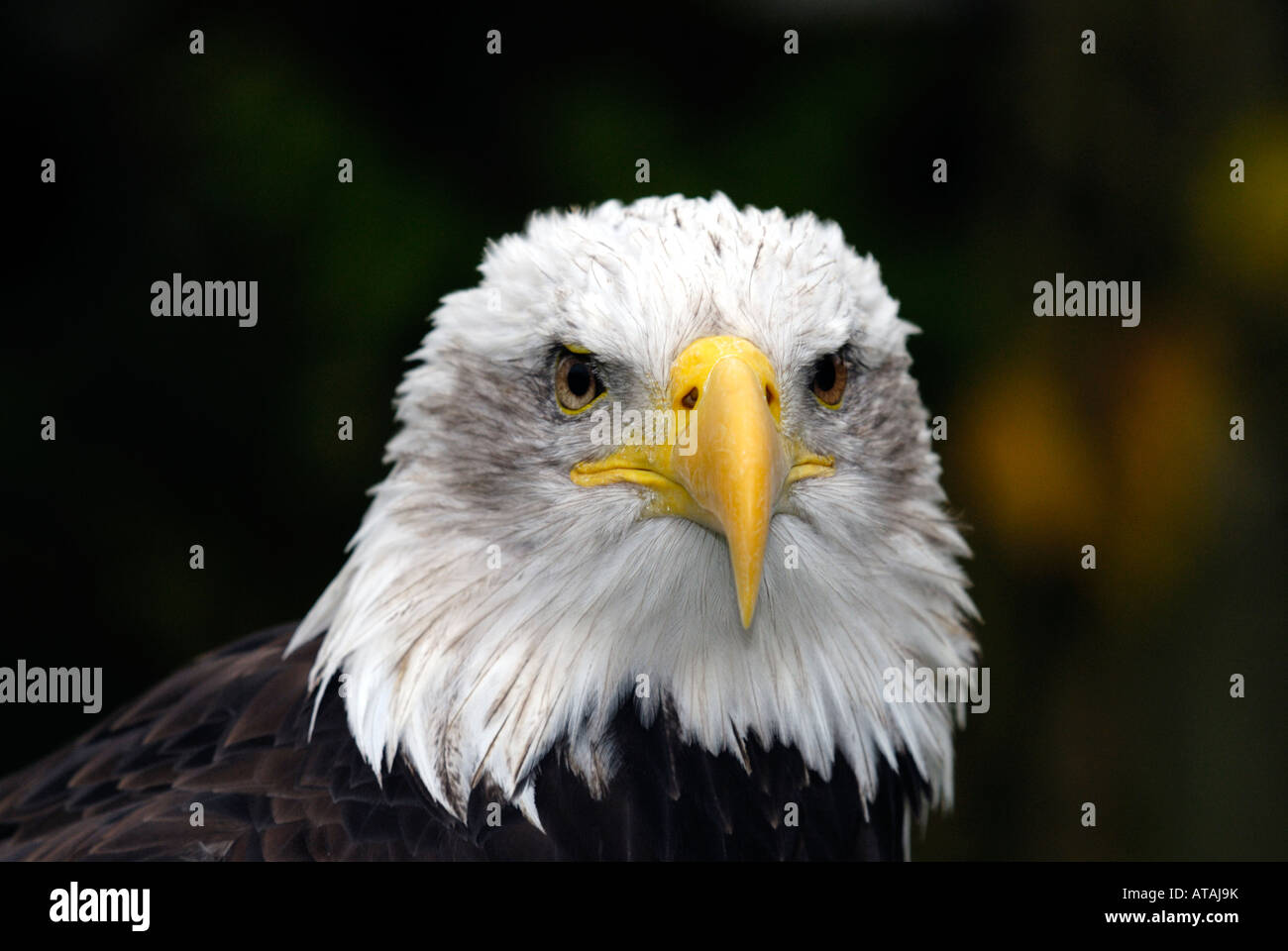 American Bald Eagle (Heliaeetus leucocephalus) Banque D'Images