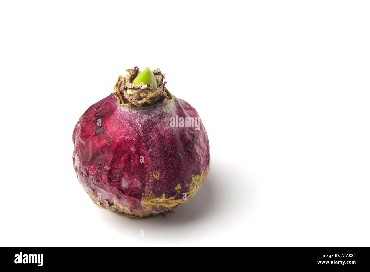 Bulbe de jacinthe Banque de photographies et d’images à haute — free download