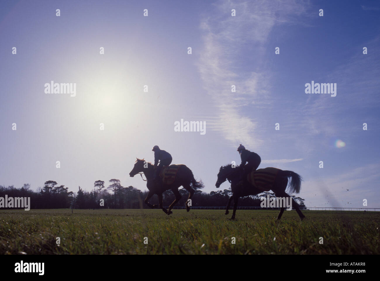 Chevaux de course sur l'exercice tôt Banque D'Images