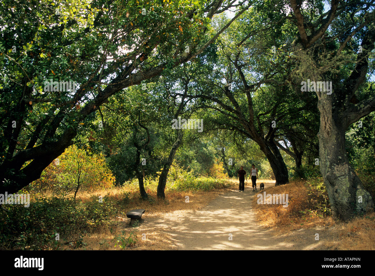 Randonneurs sur le sentier à travers les arbres de chêne à Garland Ranch Regional Park Carmel Valley Monterey Californie Co Banque D'Images