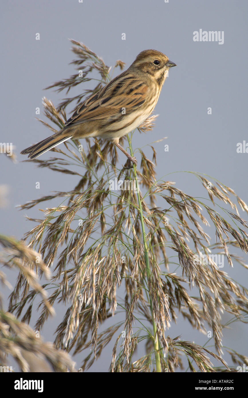 Reed bunting Emberiza schoeniclus femelle adulte sur tige de roseau Phragmites Norfolk England UK Septembre Banque D'Images